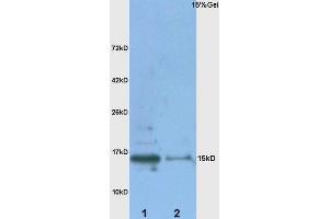 Metallothionein antibody  (AA 11-61)