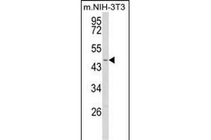 Western blot analysis of WDSUB1 Antibody (Center) (ABIN652763 and ABIN2842501) in NIH-3T3 cell line lysates (35 μg/lane). (WDSUB1 抗体  (AA 303-331))