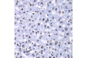 Immunohistochemistry of paraffin-embedded rat liver using SF3B2 antibody. (SF3B2 抗体  (AA 616-895))