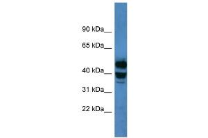 WB Suggested Anti-CYP21A2 Antibody Titration: 0.