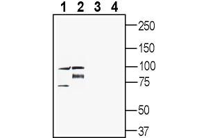 Western blot analysis of rat brain membranes (lanes 1 and 3) and mouse brain membranes (lanes 2 and 4):1-2.