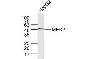 HepG2 cell lysate probed with MEK2 (4C3) Monoclonal Antibody (bsm-33216M) at 1:300 overnight at 4°C followed by a conjugated secondary antibody at 1:10000 for 90 minutes at 37°C. (MEK2 抗体  (AA 1-200))