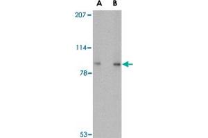 Western blot analysis of VPS53 in 293 cell lysate with VPS53 polyclonal antibody  at (A) 0.