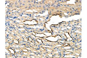 ABIN6262041 and ABIN6276973 at 1/100 staining Mouse kidney tissue by IHC-P. (Glypican 3 抗体  (N-Term))