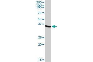 AKR1C2 MaxPab rabbit polyclonal antibody. (AKR1C2 抗体  (AA 1-323))
