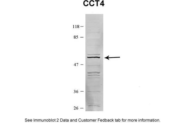 CCT4 抗体  (C-Term)