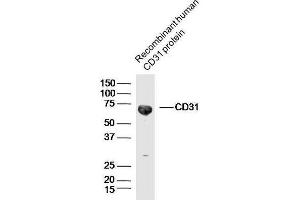 Recombinant human CD31 protein probed with CD31 Polyclonal Antibody, unconjugated  at 1:300 overnight at 4°C followed by a conjugated secondary antibody at 1:10000 for 90 minutes at 37°C. (CD31 抗体  (AA 601-680))