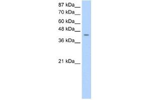 HOMER1 antibody used at 0. (HOMER1 抗体)
