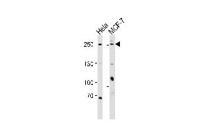 Western blot analysis of lysates from Hela, MCF-7 cell line (from left to right), using MUC4(Mucin-4 alpha chain) Antibody (N-term) (ABIN6242467 and ABIN6577573). (MUC4 抗体  (N-Term))