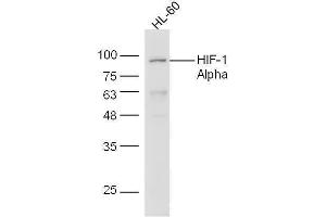 HL-60 cell lysates probed with Anti-HIF-1 Alpha Polyclonal Antibody, Unconjugated  at 1:5000 for 90 min at 37˚C. (HIF1A 抗体  (AA 341-450))