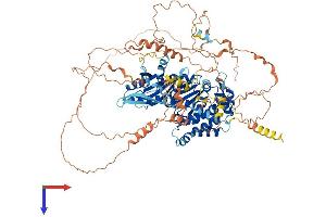 DENN/MADD Domain Containing 2C (DENND2C) (AA 1-928) protein (His tag)