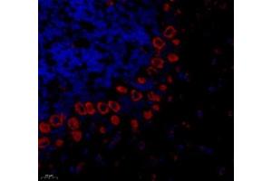Immunofluorescence of paraffin embedded mouse cerebellum using PTPN12 (ABIN7075292) at dilution of 1: 1000 (400x lens) (PTPN12 抗体)