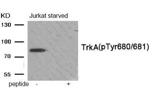 Western blot analysis of extracts from Jurkat cells treated with starved using Phospho-Trk A (Tyr680/Tyr681) antibody.
