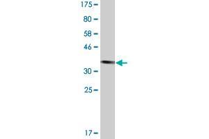 Western Blot detection against Immunogen (39. (TTF2 抗体  (AA 385-509))