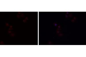 ABIN6279482 staining HEPG2 cells by IF/ICC. (HGFA 抗体  (C-Term))
