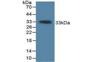 Western Blotting (WB) image for anti-KH Domain Containing, RNA Binding, Signal Transduction Associated 1 (KHDRBS1) (AA 156-381) antibody (ABIN7441811)