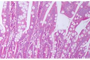 Anti-TGFA / TGF Alpha antibody IHC staining of human small intestine. (TGFA 抗体)