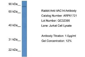 Western Blotting (WB) image for anti-Vac14 Homolog (VAC14) (C-Term) antibody (ABIN2788881) (VAC14 抗体  (C-Term))