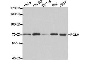 Western blot analysis of extracts of various cell lines, using POLH antibody. (POLH 抗体  (AA 20-320))