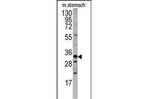 Western blot analysis of in mouse stomach tissue lysates (35ug/lane). (HMX3 抗体  (C-Term))