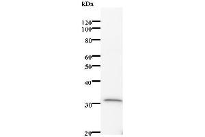 Western Blotting (WB) image for anti-Interferon-Induced Protein 35 (IFI35) antibody (ABIN932484) (IFI35 抗体)