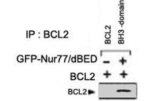 Analysis of BCL2 domain exposure in HEK293 cells transfected with a plasmid coding for a DNA-binding domain-deleted construct of Nur77 (GFP-Nur77/dDBD) by using BCL2 polyclonal antibody  for immunoprecipitation (IP) and a different BCL2 antibody for western blot. (Bcl-2 抗体)