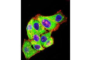 Immunofluorescence analysis of Hela cells using GRM3 mouse mAb (green). (Metabotropic Glutamate Receptor 3 抗体  (AA 433-576))