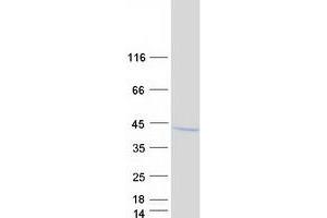 Validation with Western Blot (COPS6 Protein (Myc-DYKDDDDK Tag))