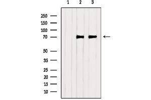 Western Blotting (WB) image for anti-Protein tyrosine Phosphatase, Non-Receptor Type 11 (PTPN11) (C-Term) antibody (ABIN6265075)