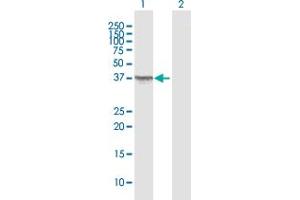 Western Blot analysis of OXA1L expression in transfected 293T cell line by OXA1L MaxPab polyclonal antibody.