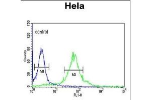 FKBP2 Antibody (N-term) (ABIN390690 and ABIN2840980) flow cytometric analysis of Hela cells (right histogram) compared to a negative control cell (left histogram). (FKBP2 抗体  (N-Term))