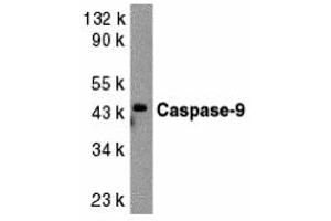 Western Blotting (WB) image for anti-Caspase 9, Apoptosis-Related Cysteine Peptidase (CASP9) (Middle Region 1) antibody (ABIN1031186) (Caspase 9 抗体  (Middle Region 1))