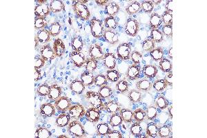 Immunohistochemistry (IHC) image for anti-Bone Morphogenetic Protein 7 (BMP7) (AA 132-431) antibody (ABIN3021109)