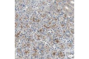 Immunohistochemical staining (Formalin-fixed paraffin-embedded sections) of human salivary gland with MFI2 polyclonal antibody  shows strong membranous positivity in glandular cells. (MFI2 抗体)