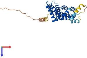 MRO Protein (AA 1-248) (His tag)
