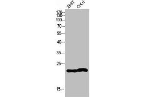 Western blot analysis of 293T COLO using MRP-L35 antibody. (MRPL35 抗体  (Internal Region))