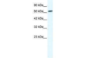 GABRB2 antibody used at 1. (GABRB2 抗体)