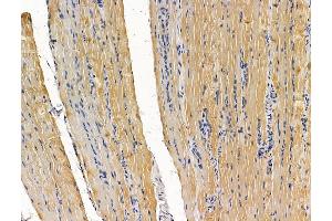 C8orf37 Antibody at 1/100 staining rat muscle tissue by IHC-P.