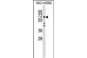 Western blot analysis in NCI-H292 cell line lysates (35ug/lane). (MIER3 抗体  (AA 284-312))