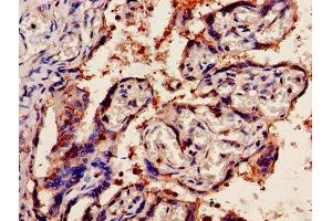 IHC image of ABIN7162378 diluted at 1:1200 and staining in paraffin-embedded human placenta tissue performed on a Leica BondTM system. (OLR1 抗体  (AA 58-273))