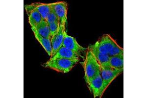 Immunofluorescence analysis of HeLa cells using PLCG1 mouse mAb (green). (Phospholipase C gamma 1 抗体  (AA 1192-1291))