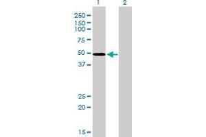 Western Blotting (WB) image for anti-Zinc Finger Protein 207 (ZNF207) (AA 1-110) antibody (ABIN563465)