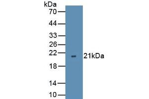 Western Blotting (WB) image for anti-C-Fos Induced Growth Factor (Vascular Endothelial Growth Factor D) (Figf) (AA 98-206) antibody (ABIN7429436)