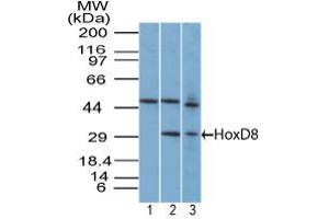 Image no. 1 for anti-Homeobox D8 (HOXD8) (AA 250-300) antibody (ABIN960215) (HOXD8 抗体  (AA 250-300))