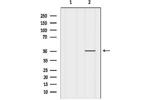 anti-Cholinergic Receptor, Nicotinic, alpha 10 (CHRNA10) (C-Term) antibody