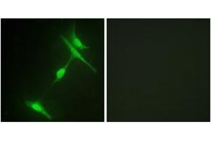 Immunofluorescence analysis of NIH-3T3 cells, using JIP1 (Ab-103) Antibody. (MAPK8IP1 抗体  (AA 69-118))