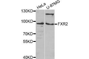 Western blot analysis of extracts of various cell lines, using FXR2 antibody. (FXR2 抗体  (AA 550-650))