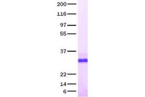 Validation with Western Blot (BMP7 蛋白)