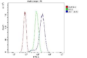 Flow Cytometry analysis of hela cells using anti-TJP1 antibody (ABIN7599787). (TJP1 抗体  (AA 1178-1527))