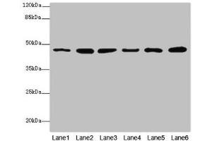 Western blot All lanes: MPI antibody at 5. (MPI 抗体  (AA 1-423))